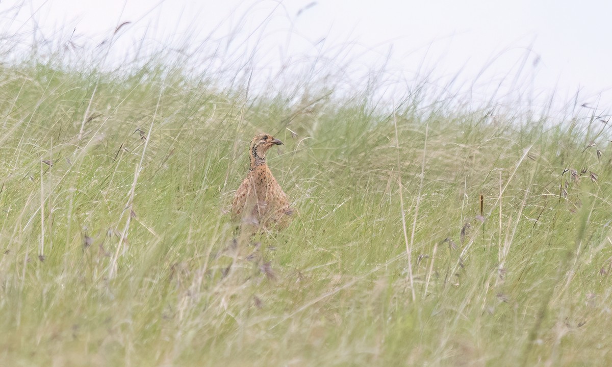 Elgon Francolin - ML637163502