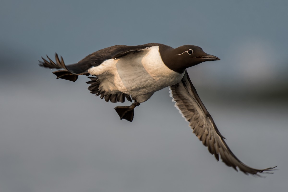 Кайра тонкодзьоба - ML637163510