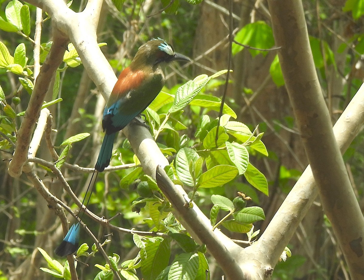 Turquoise-browed Motmot - ML637163515