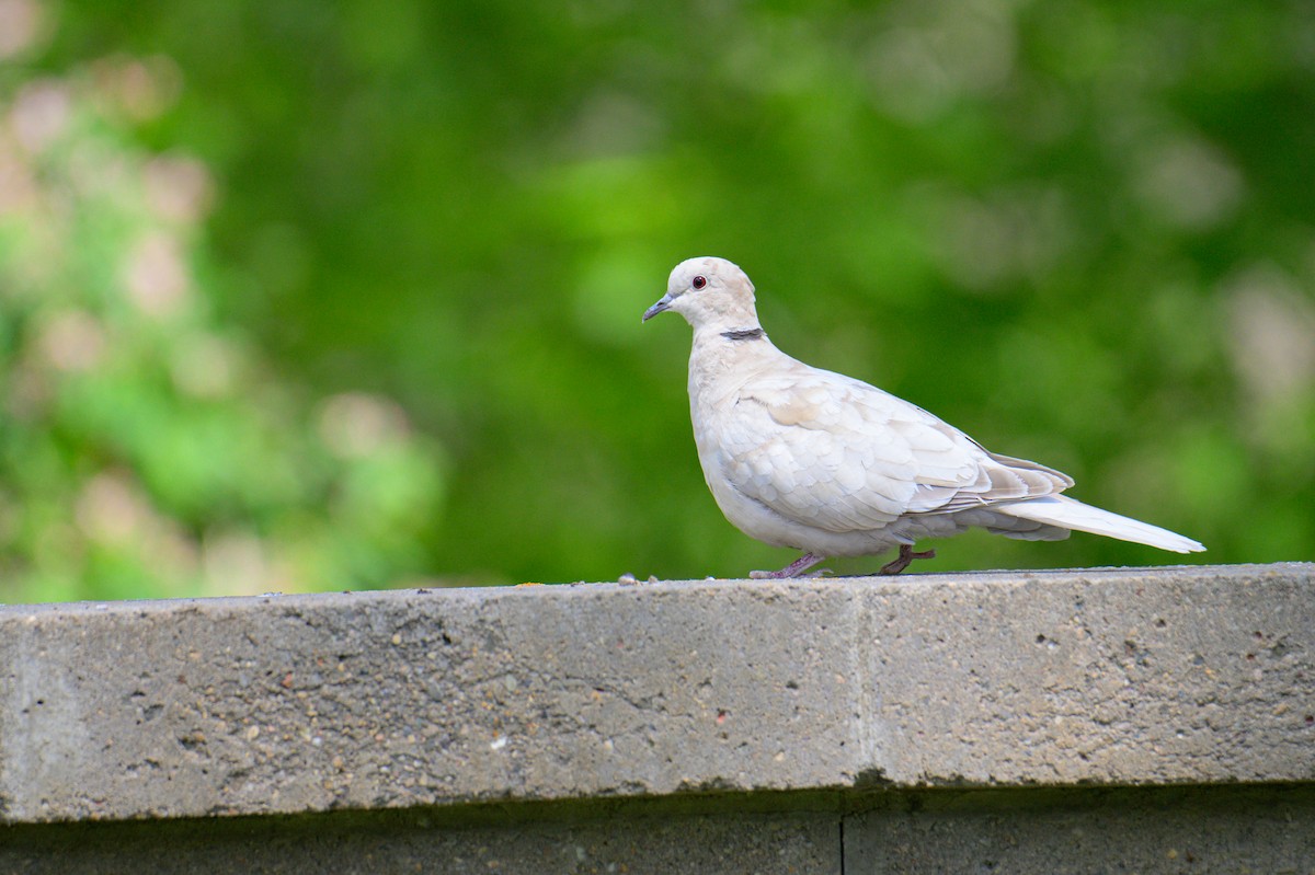 African Collared-Dove (Domestic type or Ringed Turtle-Dove) - ML637163543
