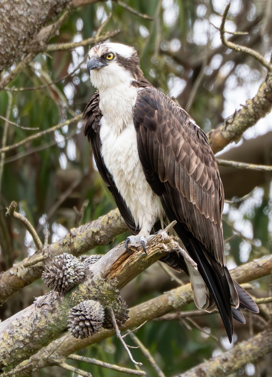 Osprey - ML637163677