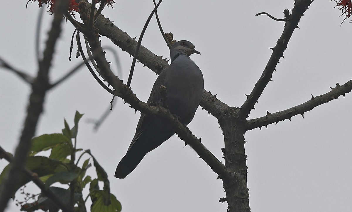 Dusky Turtle-Dove - ML637163702