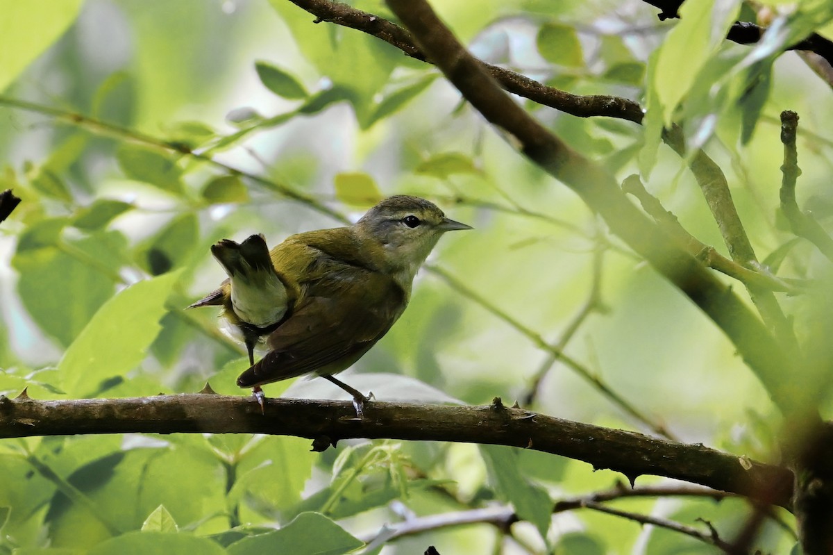 Tennessee Warbler - ML637163716