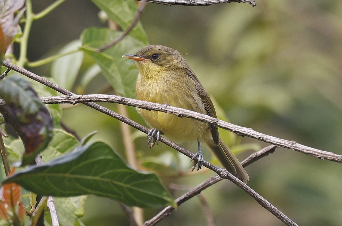 Mountain Yellow-Warbler - ML637163761