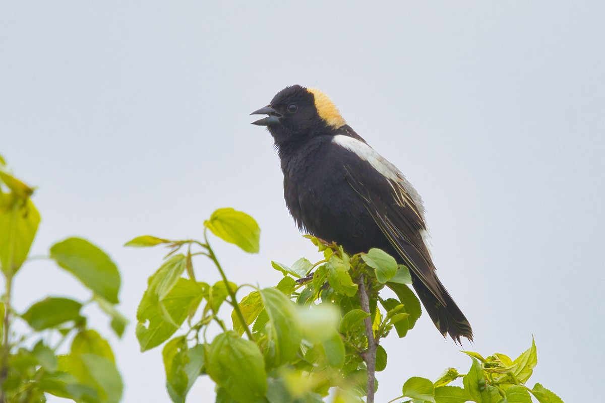 Bobolink - ML637163776