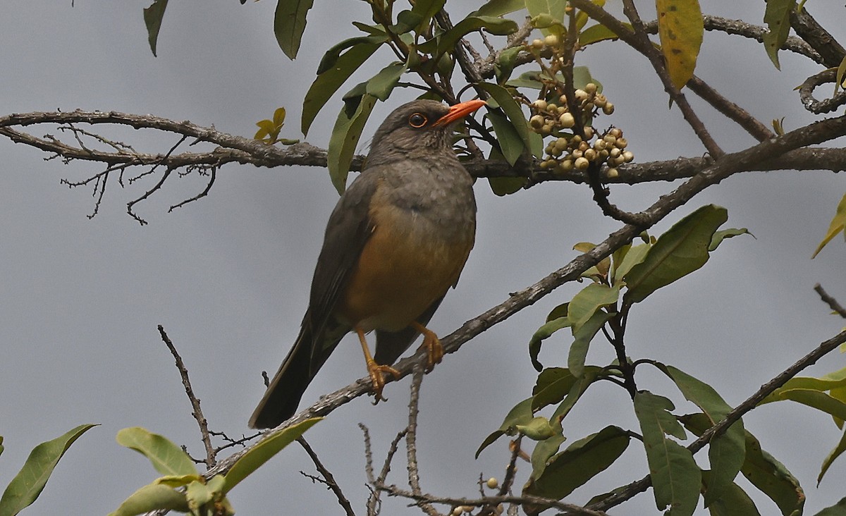 Abyssinian Thrush - ML637163794