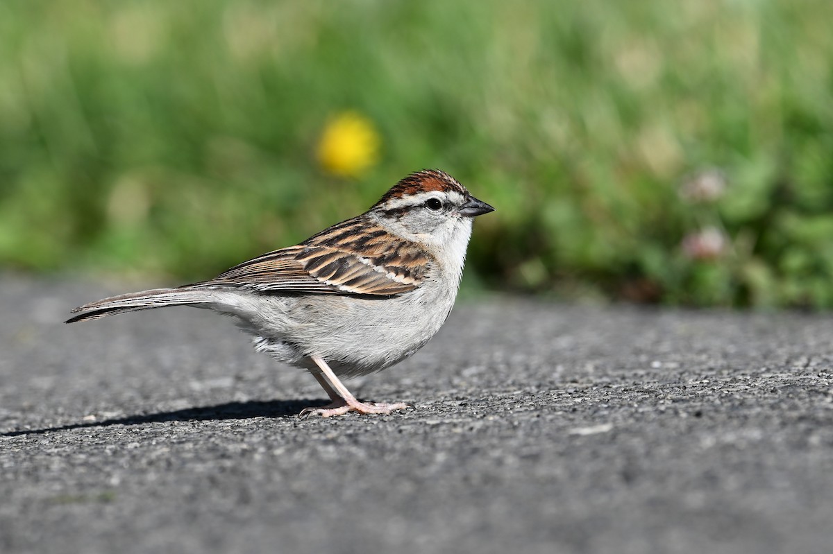 Chipping Sparrow - ML637163797