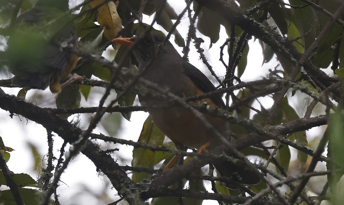 Abyssinian Thrush - ML637163808