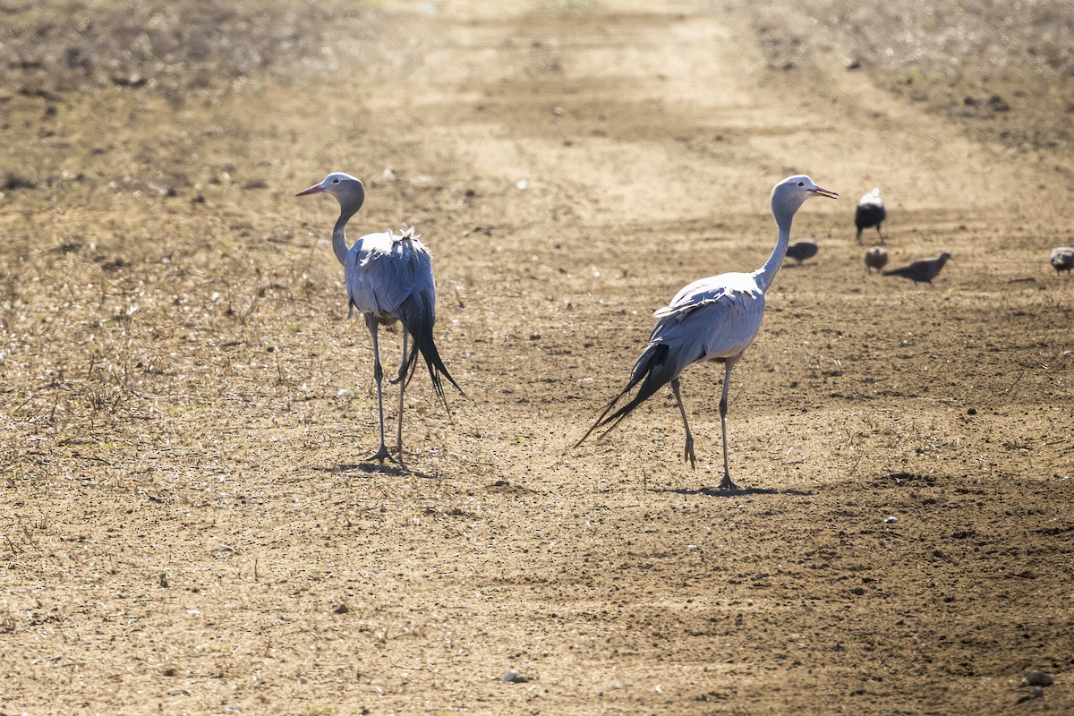Blue Crane - ML637163813