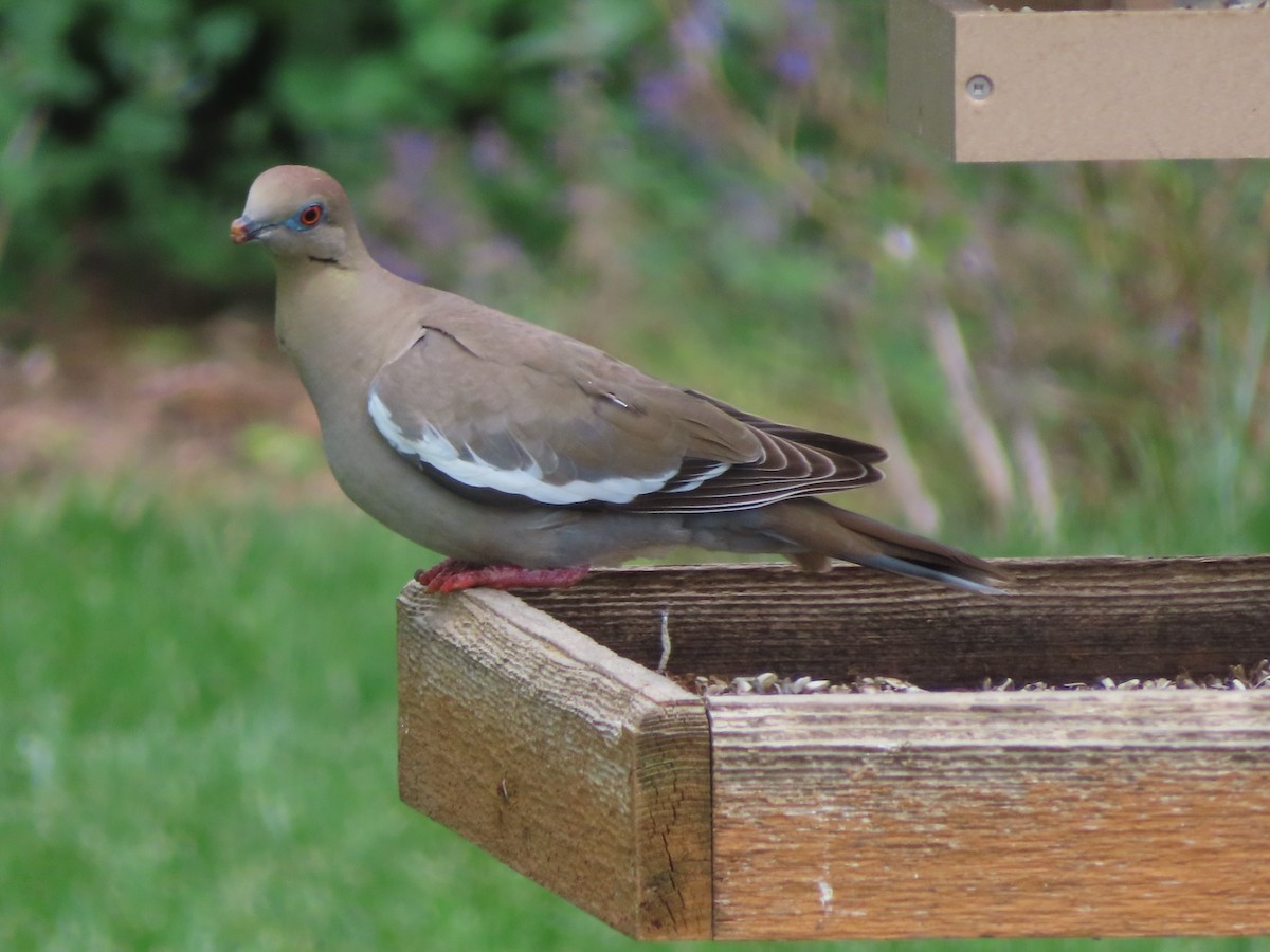 White-winged Dove - ML637163913