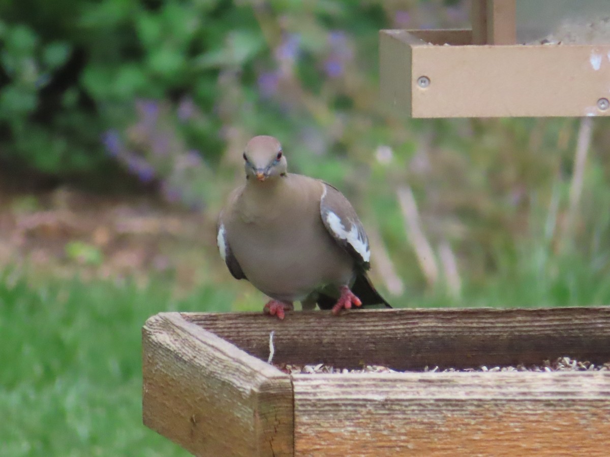 White-winged Dove - ML637163914