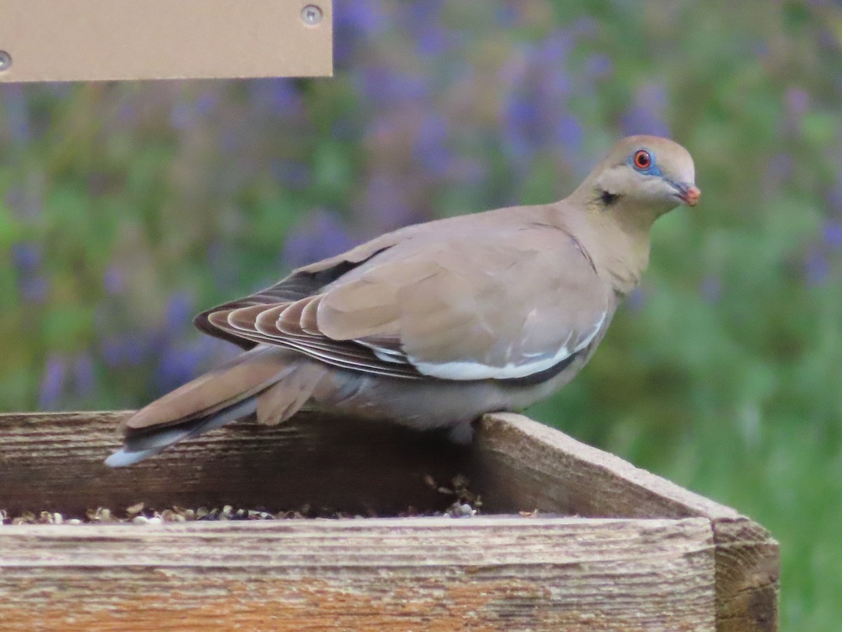 White-winged Dove - ML637163916