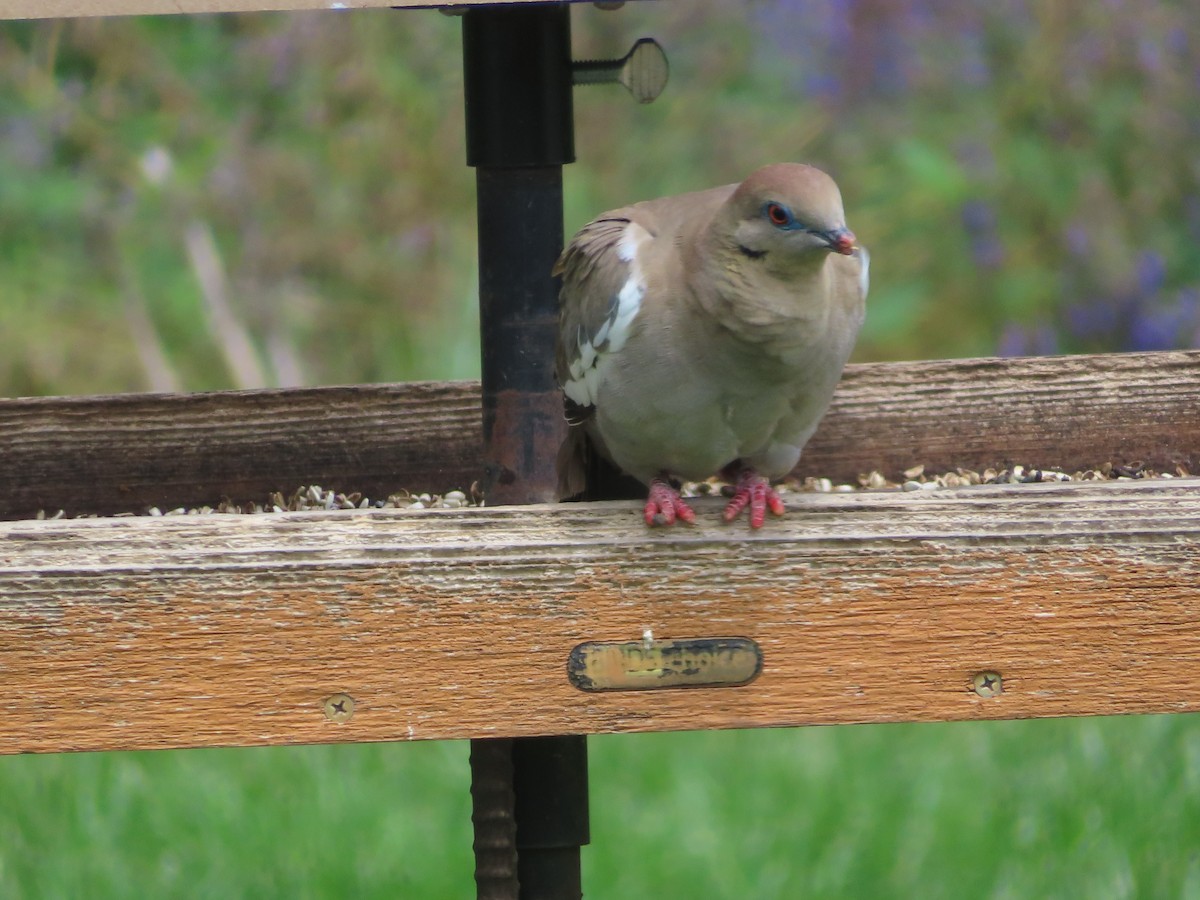 White-winged Dove - ML637163917