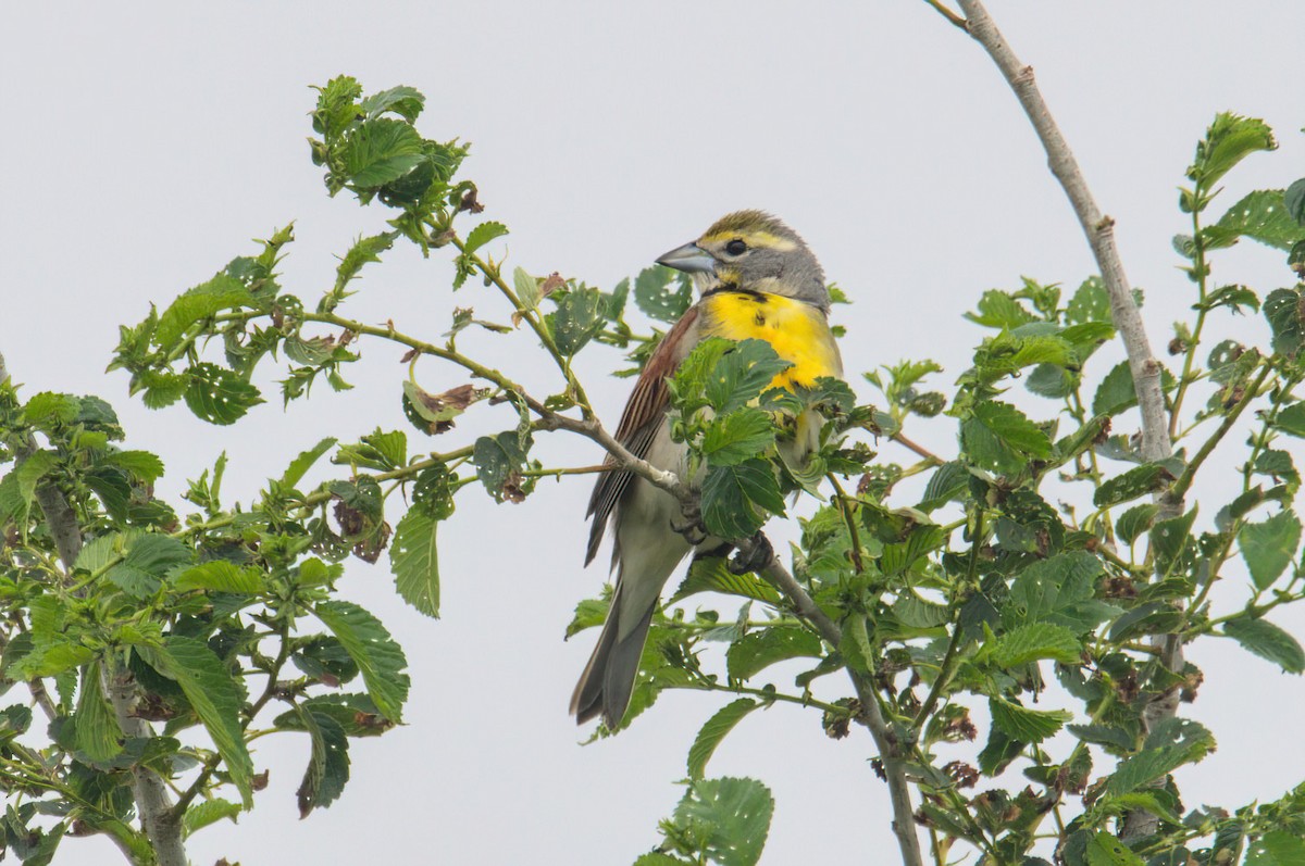 Dickcissel - ML637164007
