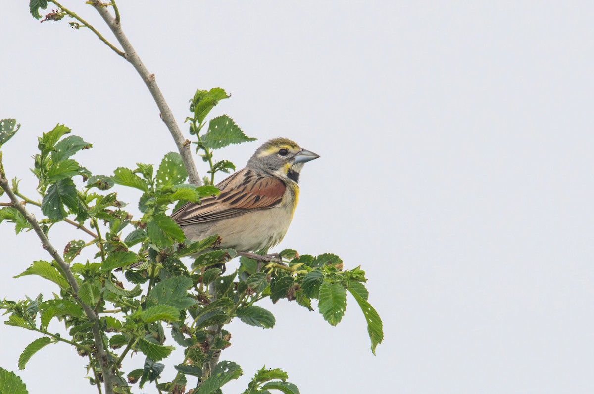 Dickcissel - ML637164008