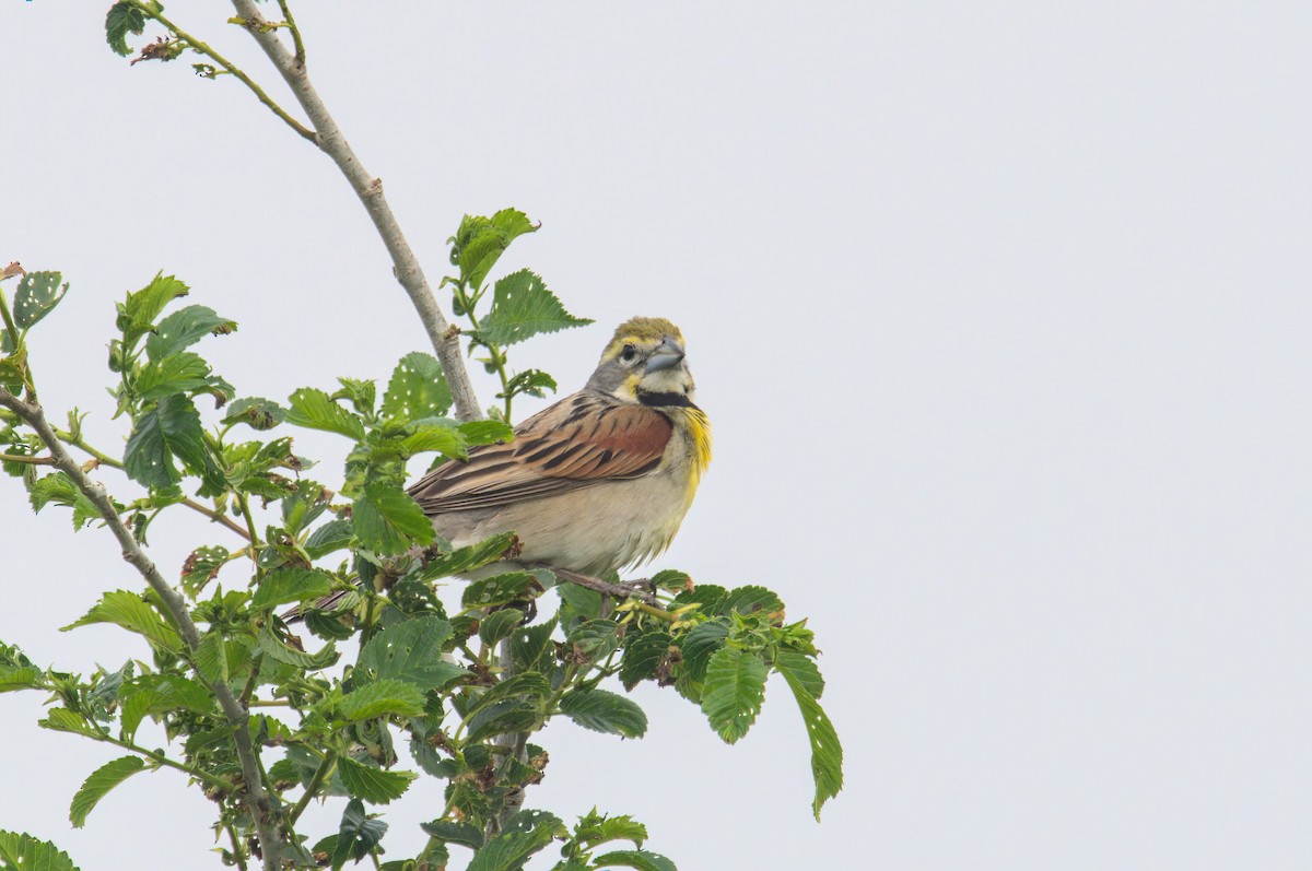 Dickcissel - ML637164009
