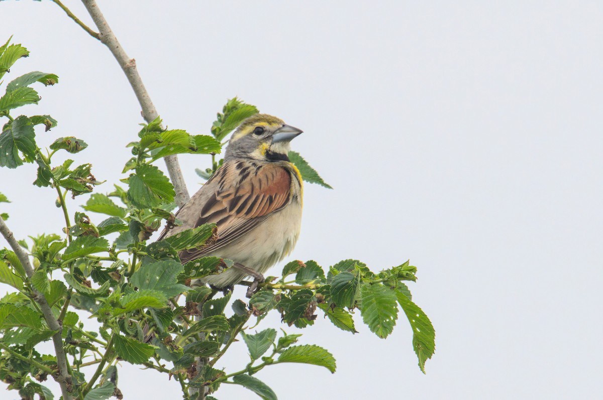 Dickcissel - ML637164010