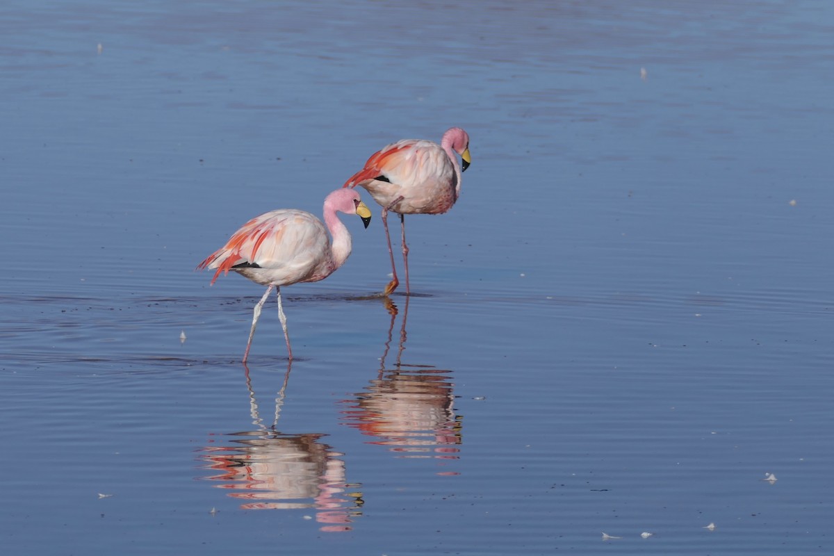 James's Flamingo - ML637164053