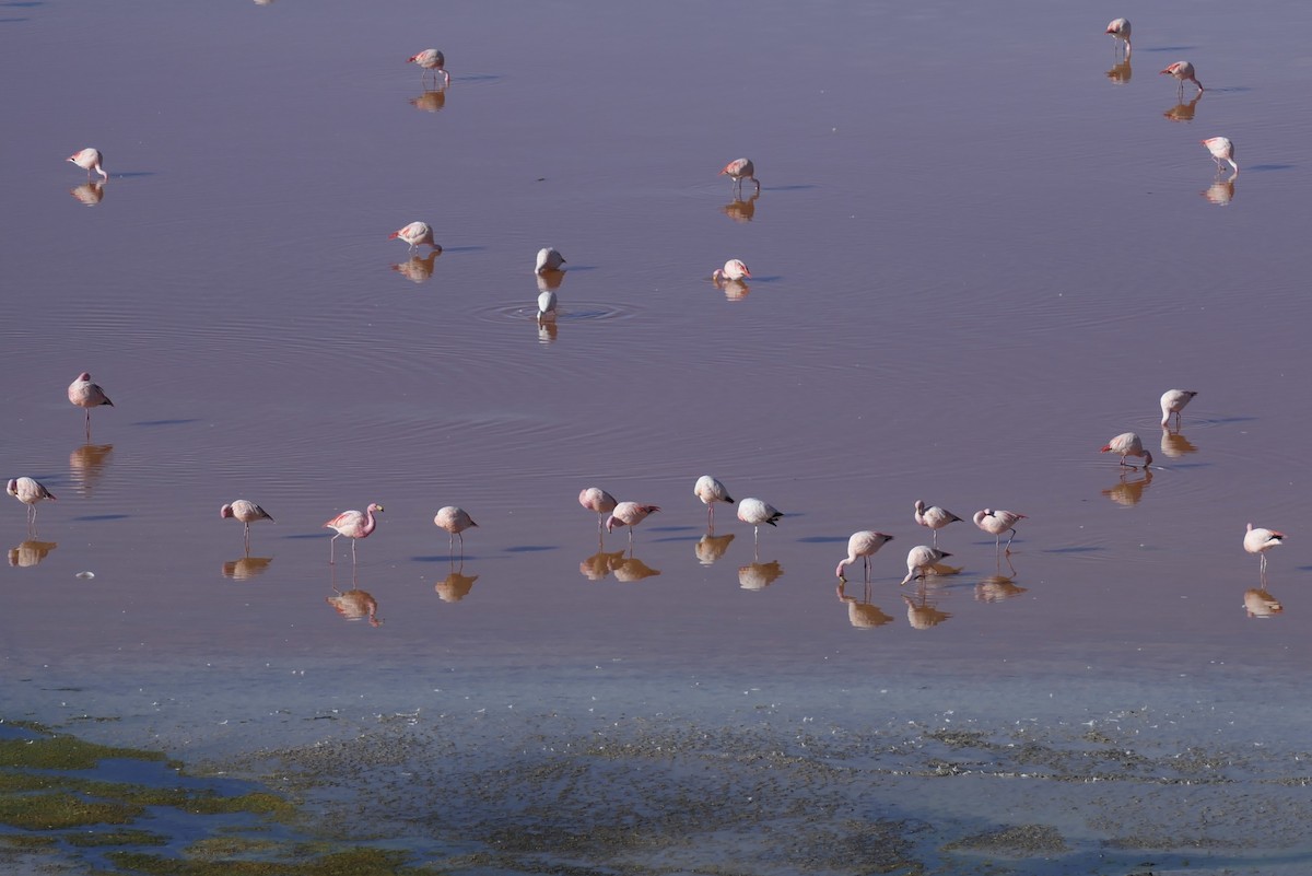 James's Flamingo - ML637164055