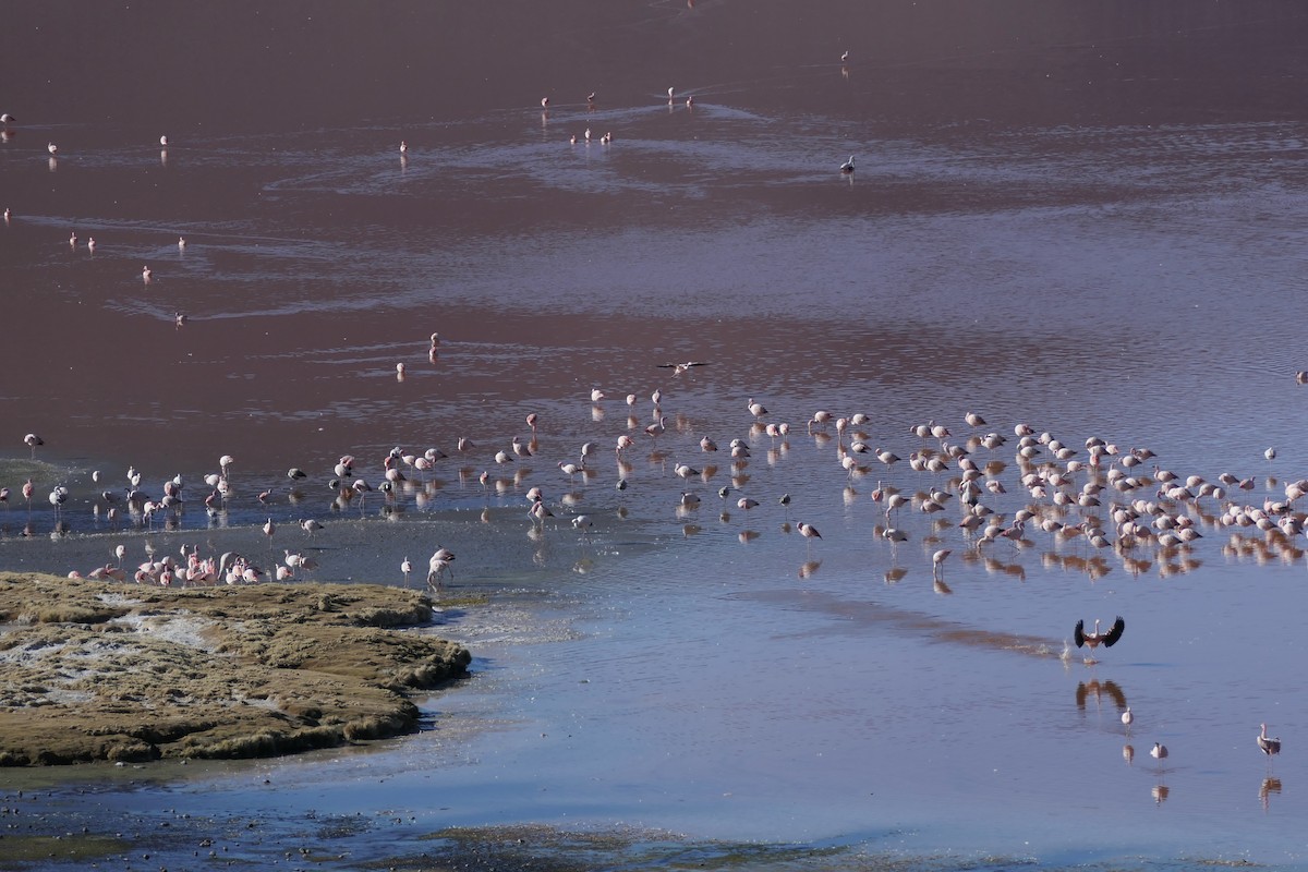 James's Flamingo - ML637164057