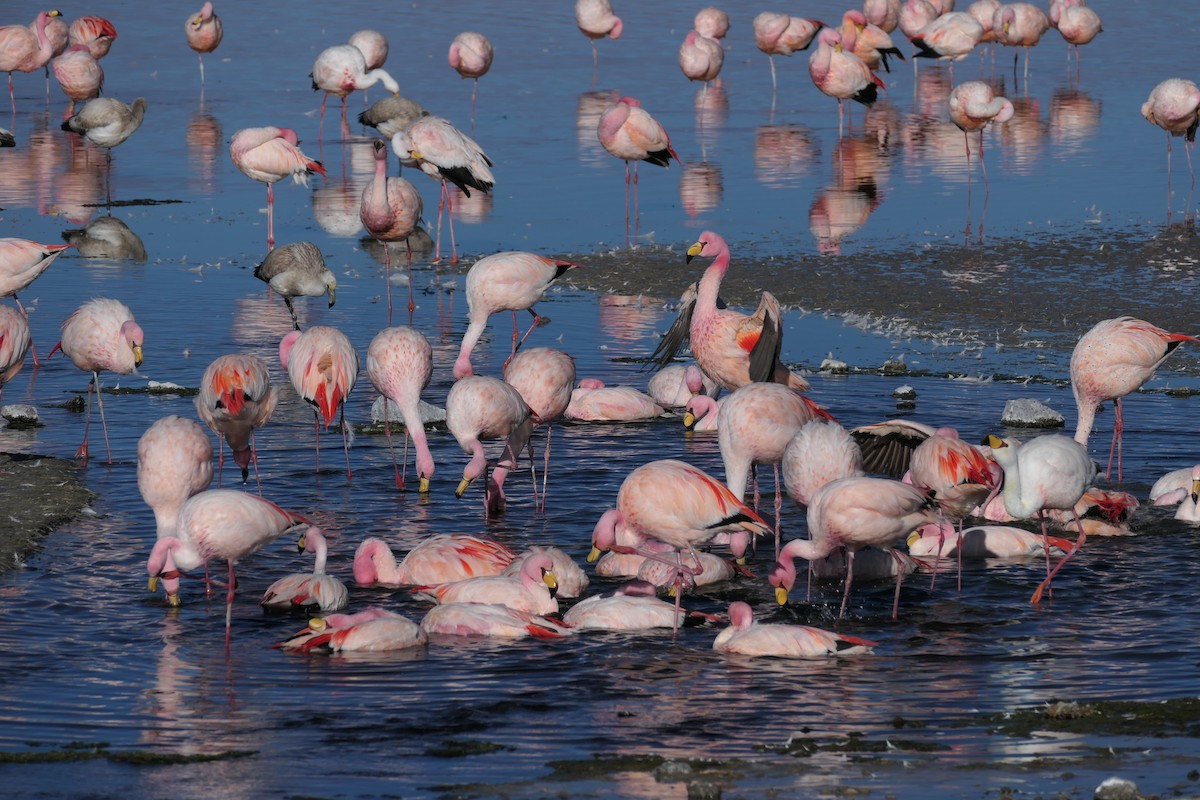 James's Flamingo - ML637164061