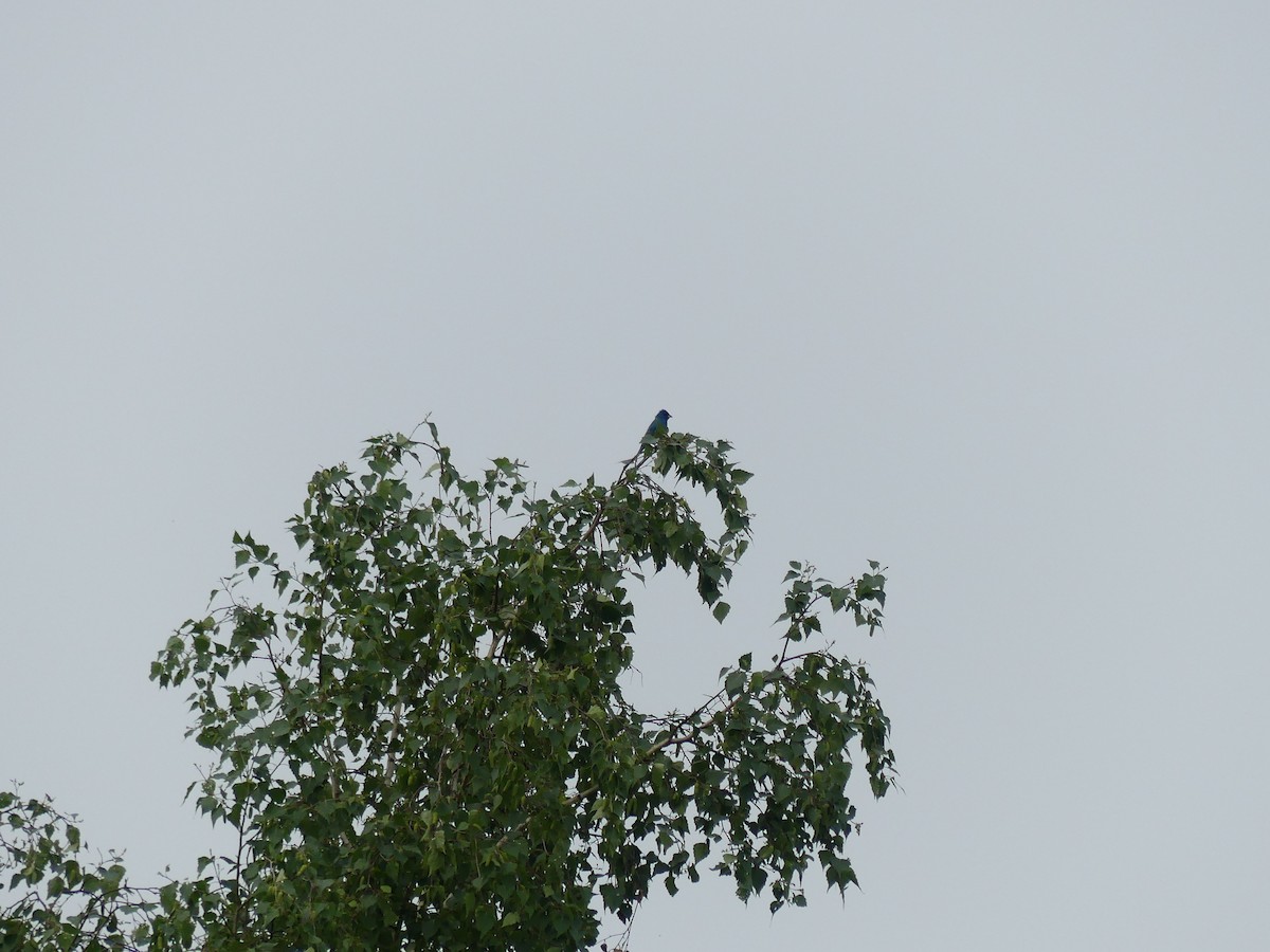 Indigo Bunting - ML637164067