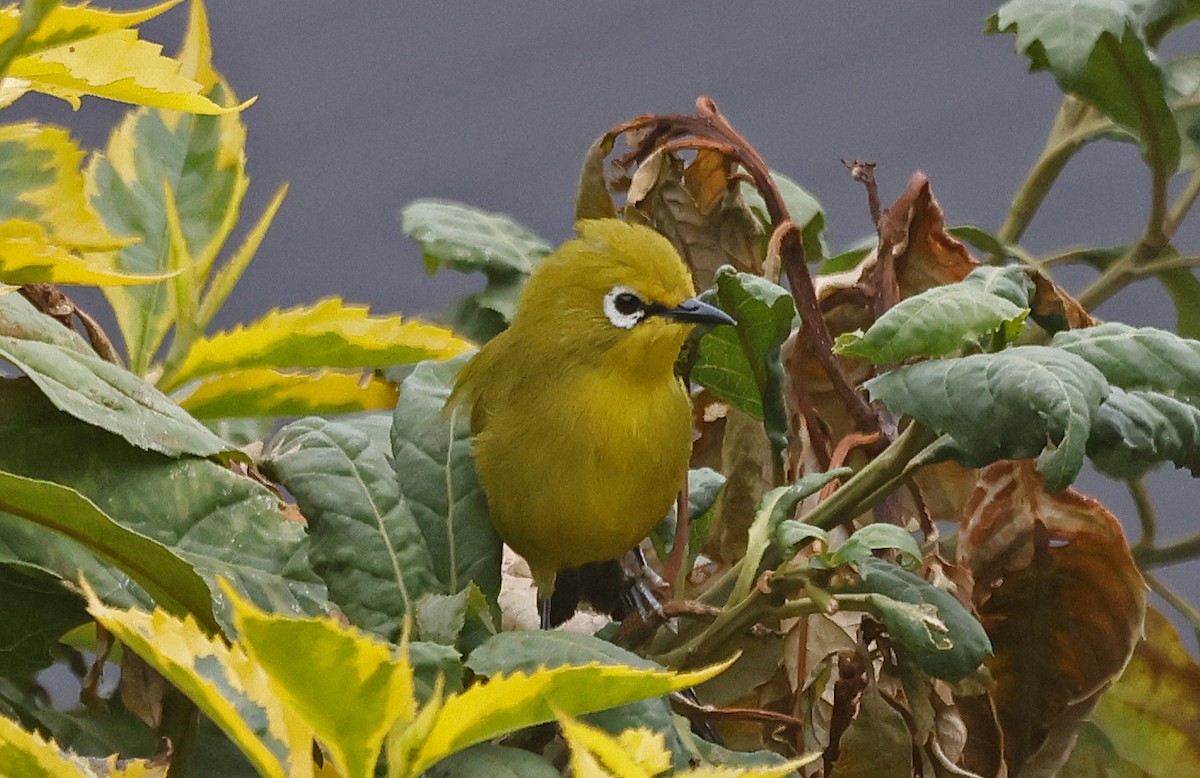 Green White-eye - ML637164260