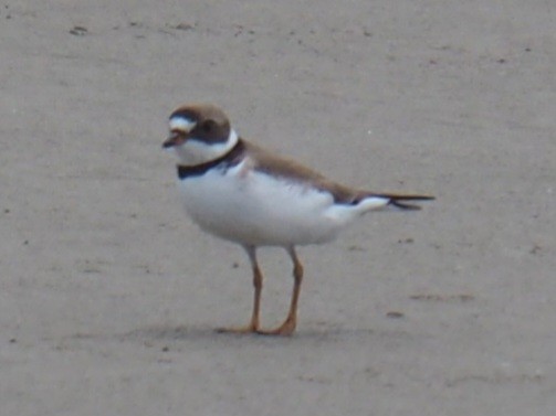 Semipalmated Plover - ML637164278