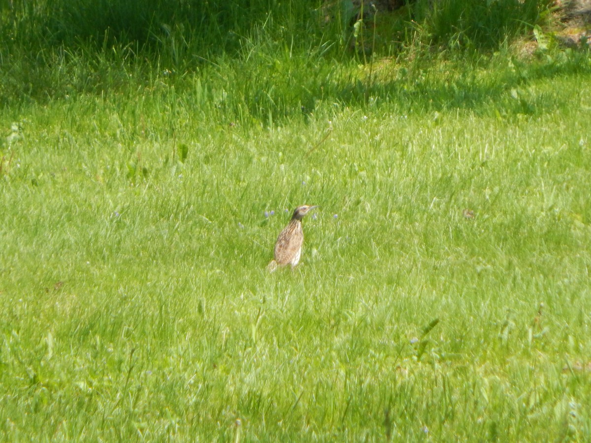 Lerchenstärling - ML637164336