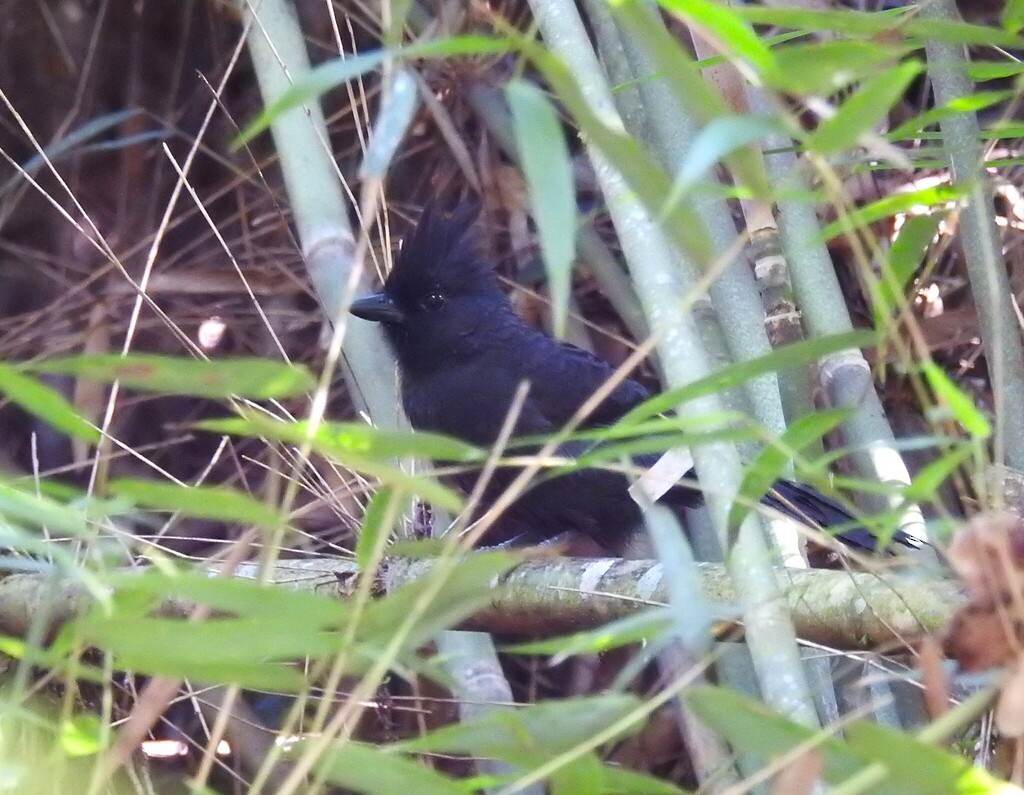 Tufted Antshrike - ML637164564