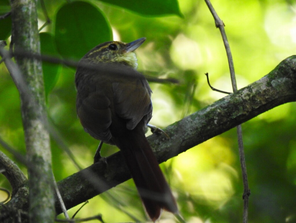 Buff-browed Foliage-gleaner - ML637164574