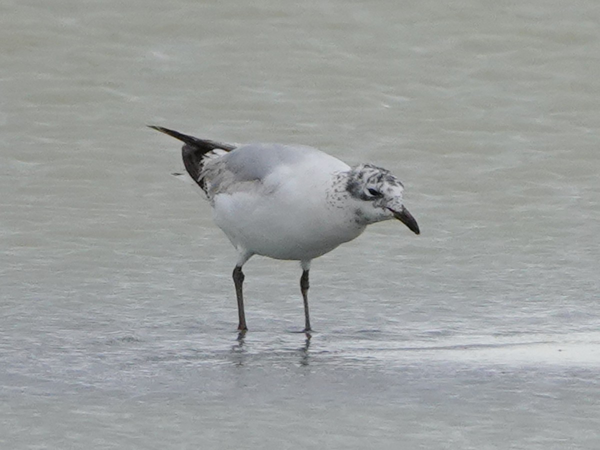 Relict Gull - ML637164617