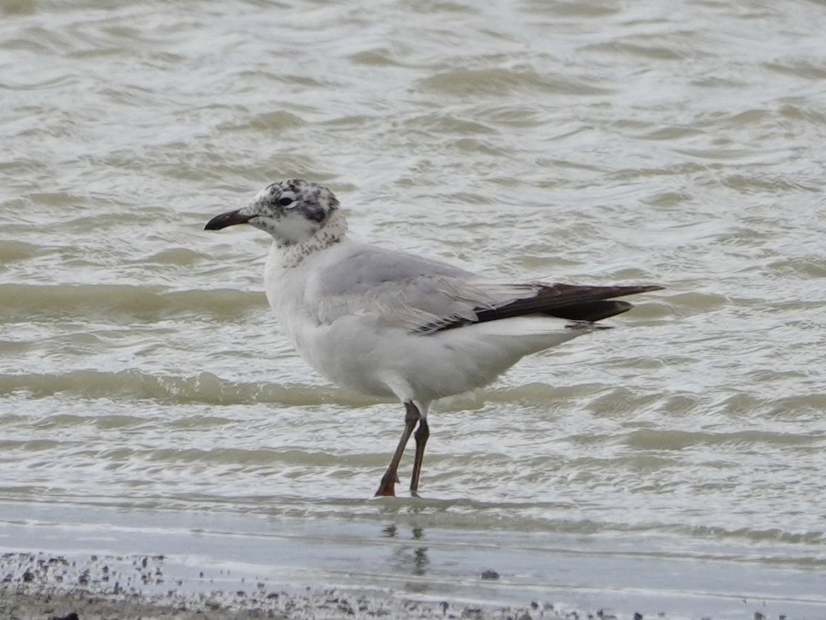 Relict Gull - ML637164618