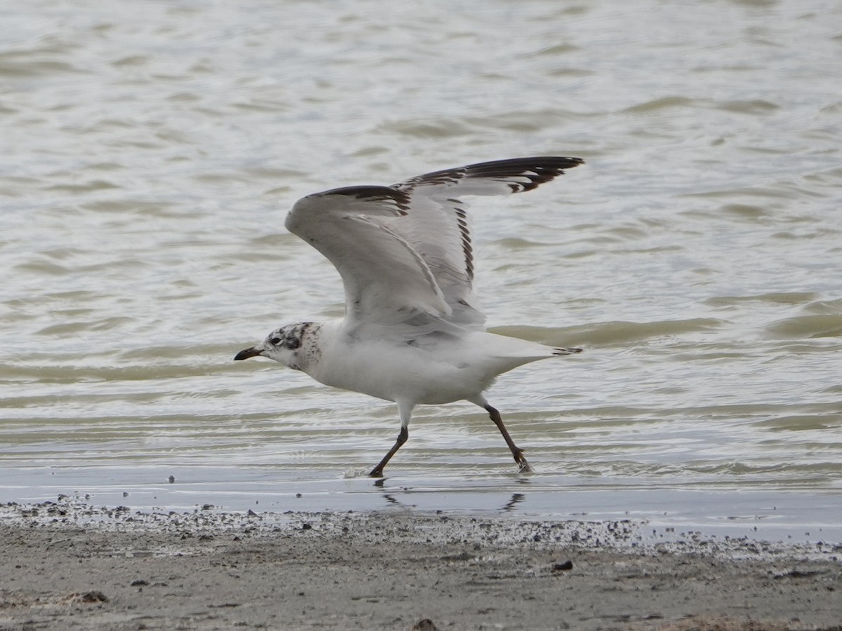 Relict Gull - ML637164620