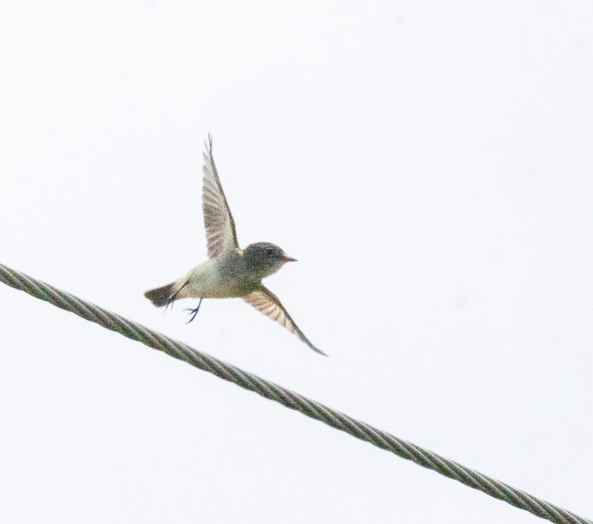 Willow Flycatcher - ML637164626