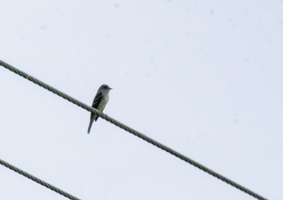 Willow Flycatcher - ML637164627