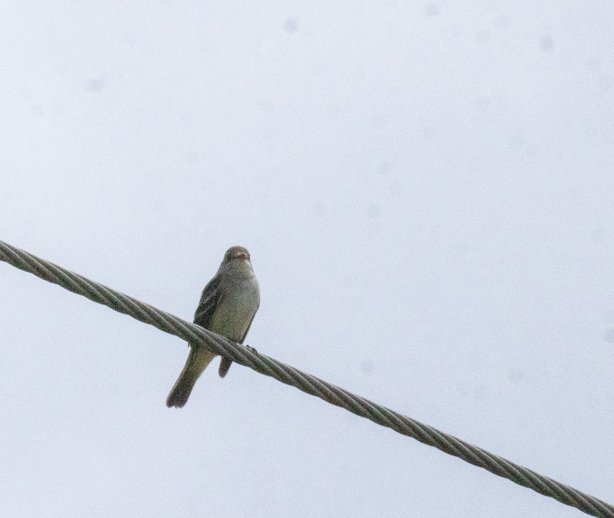 Willow Flycatcher - ML637164628