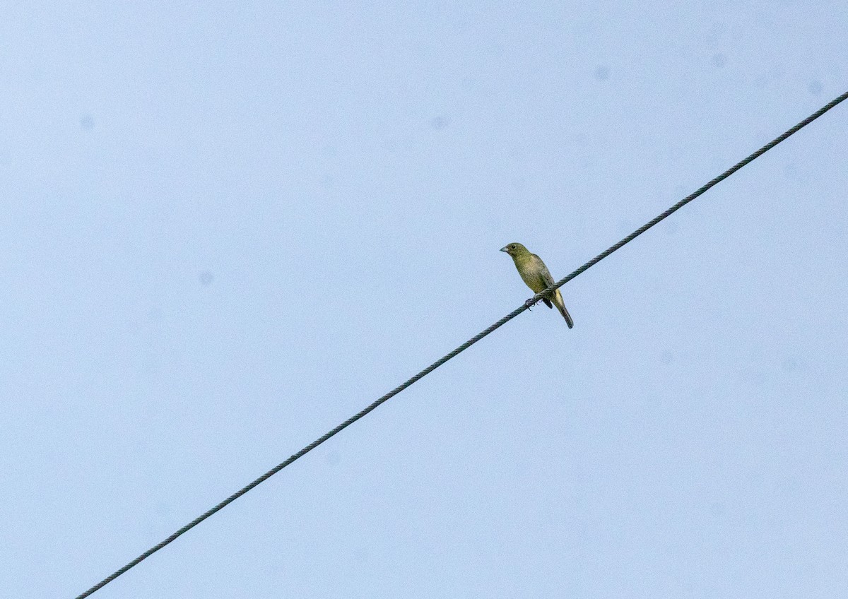 Painted Bunting - ML637164720