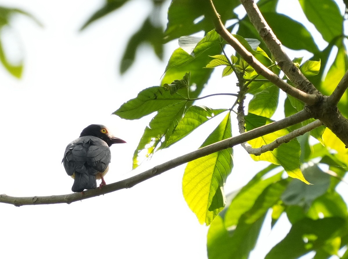 Red-billed Helmetshrike - ML637164763