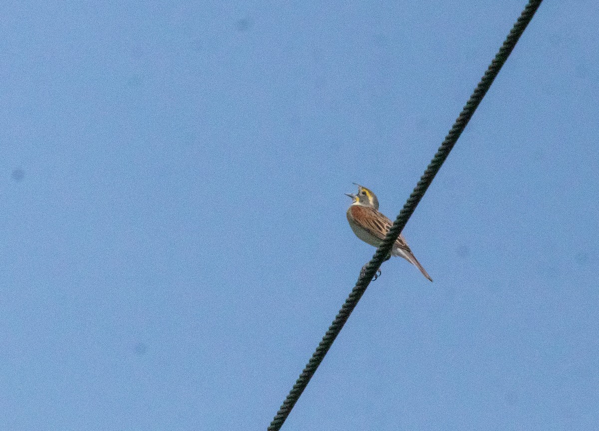 Dickcissel - ML637164784