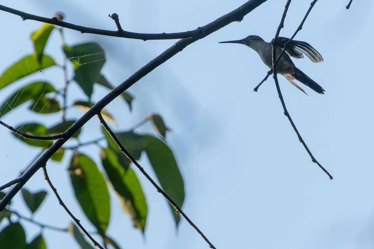 Wedge-tailed Sabrewing (Curve-winged) - ML637164795