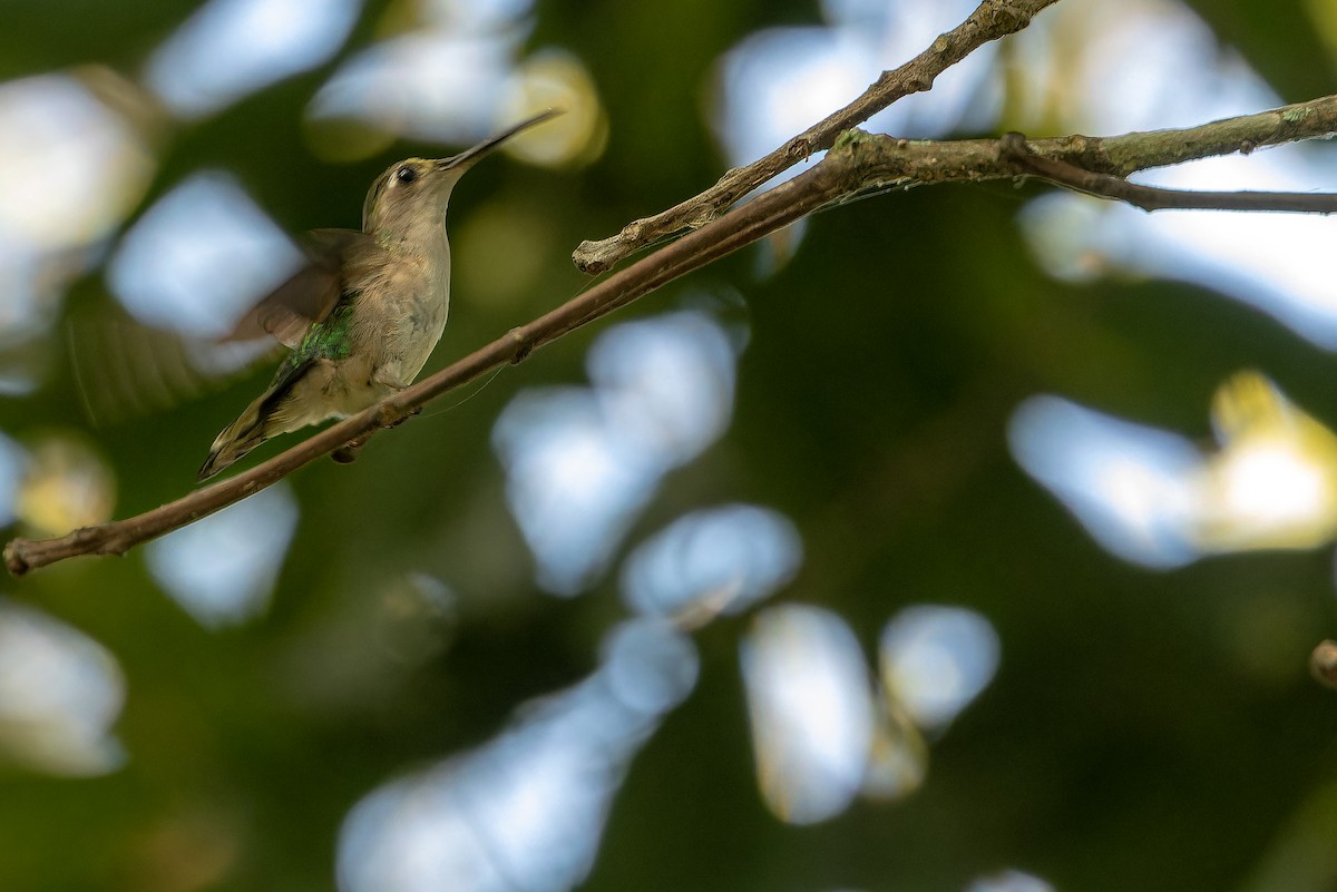 Wedge-tailed Sabrewing (Curve-winged) - ML637164796