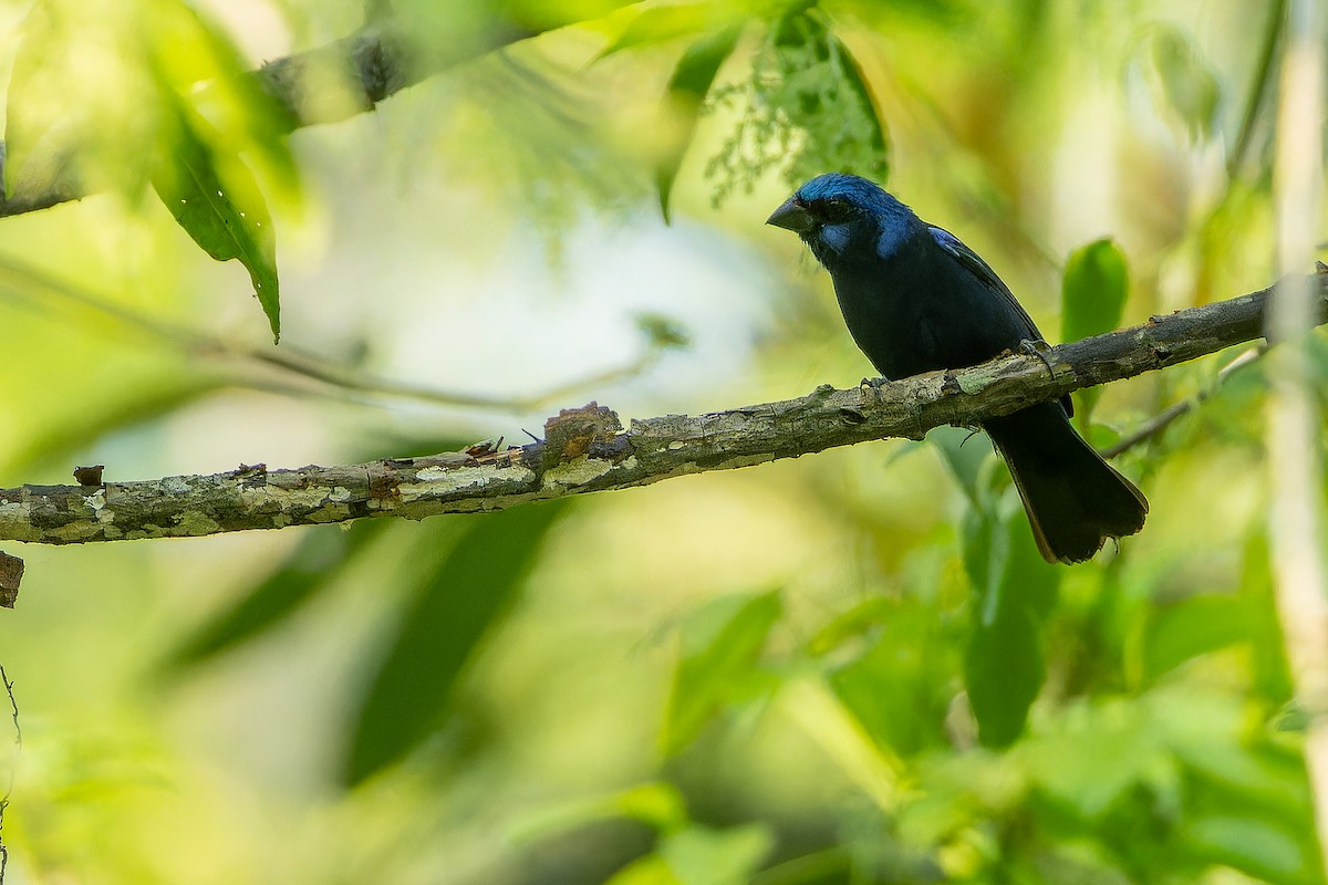 Blue Bunting (Middle America) - ML637164816
