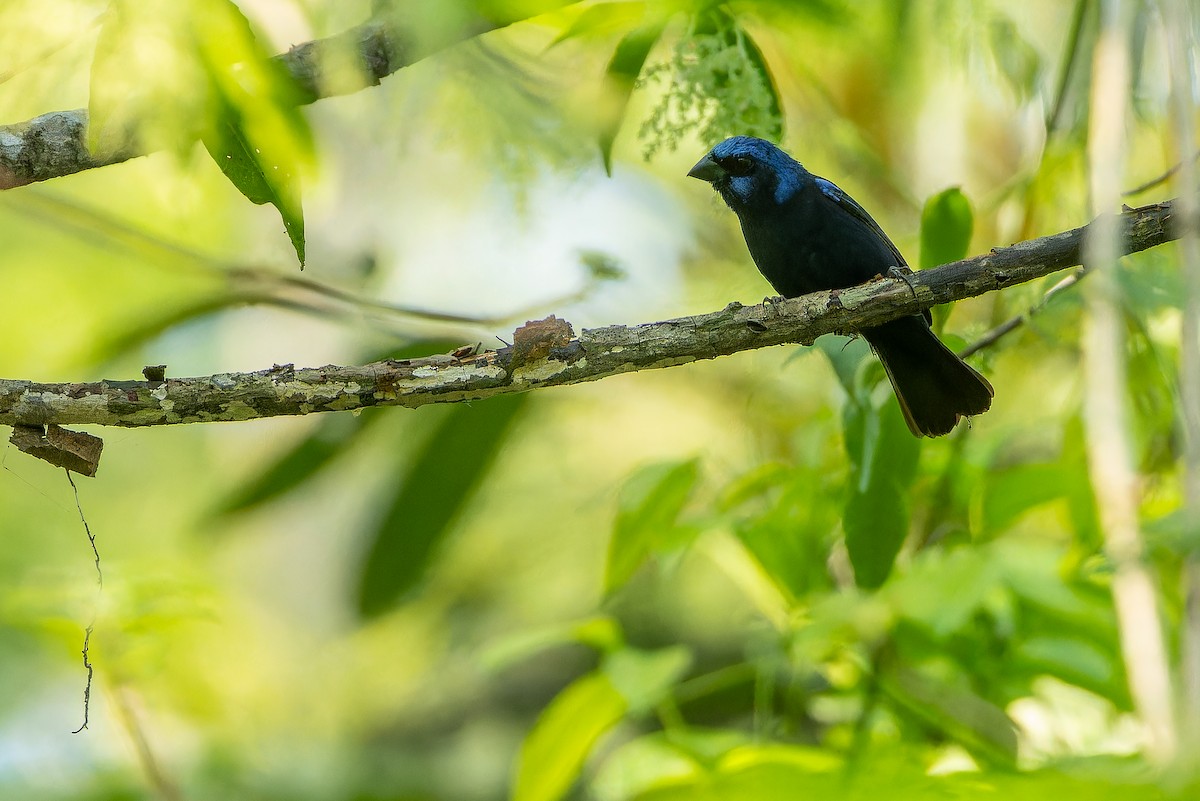 Blue Bunting (Middle America) - ML637164819