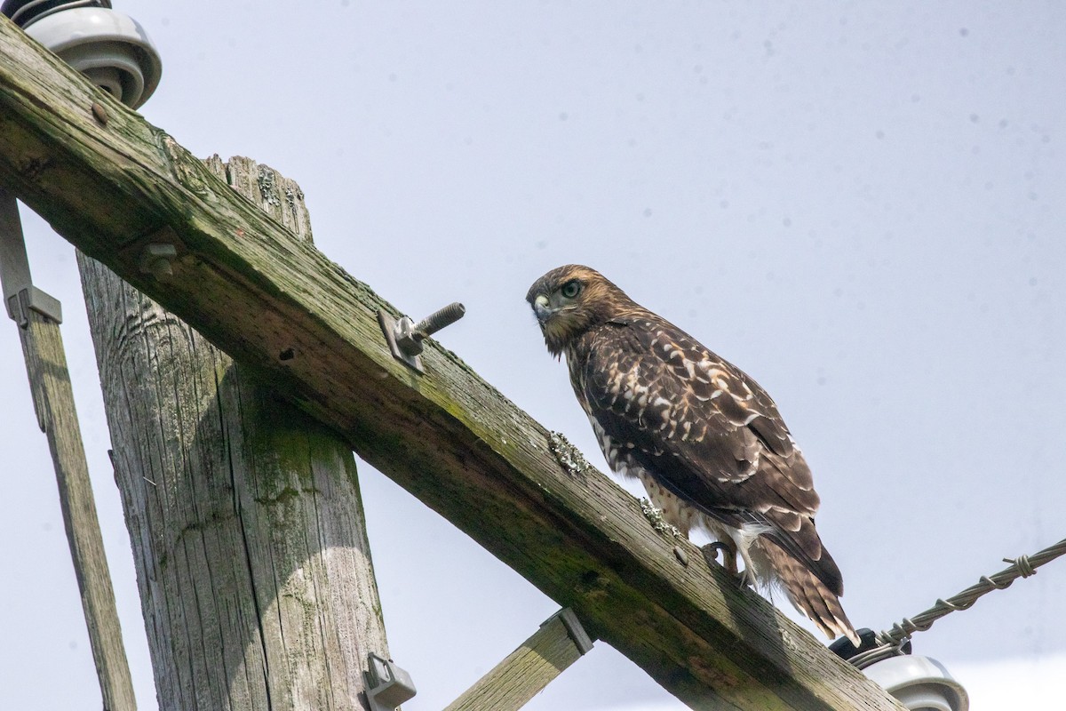 Red-tailed Hawk - ML637164828