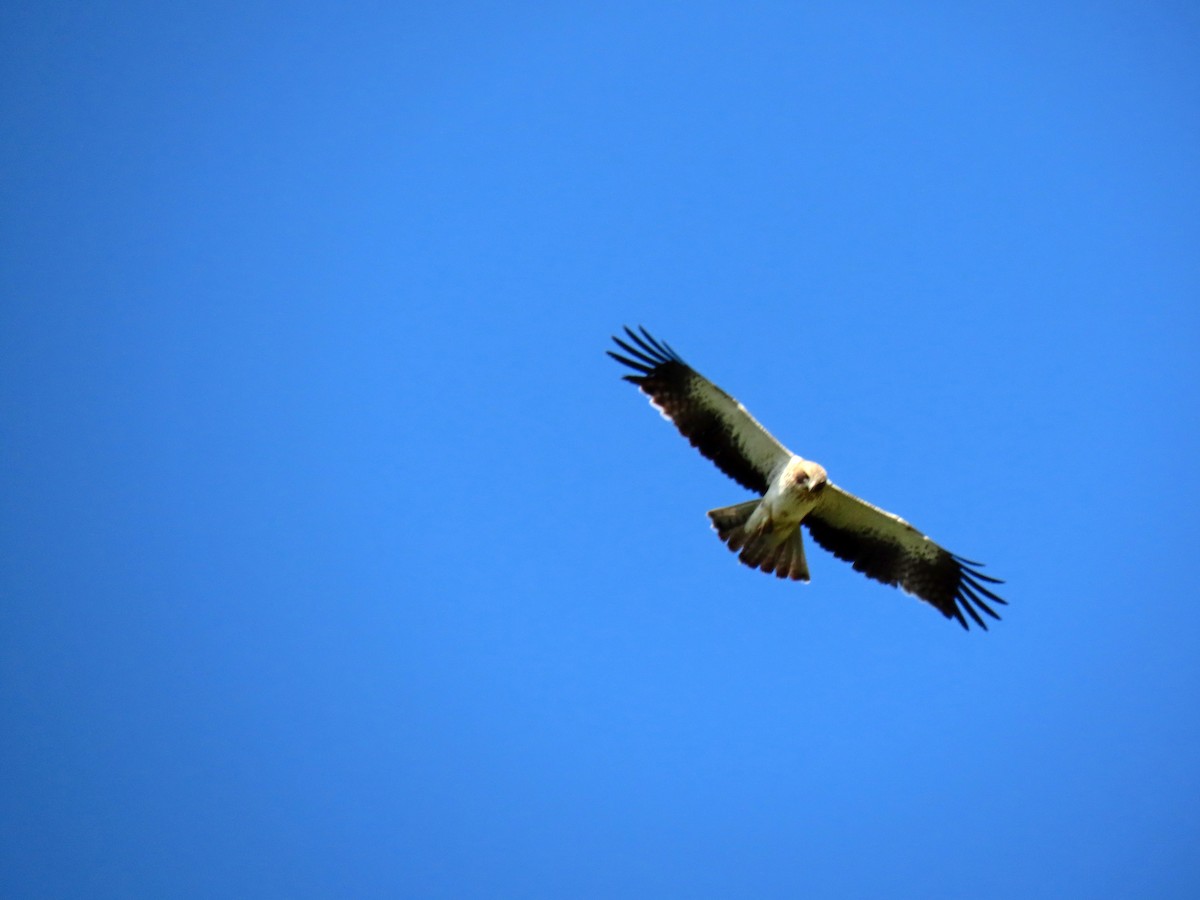 Booted Eagle - ML637164877