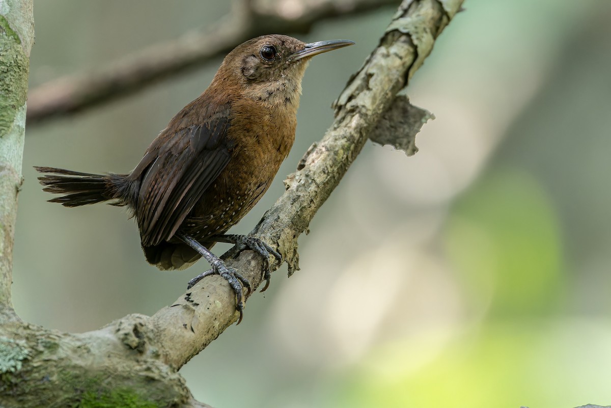 Sumichrast's Wren - ML637164899