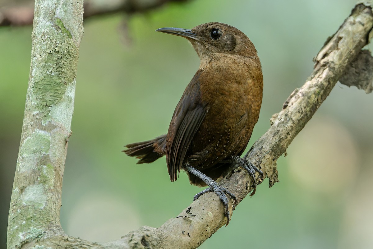 Sumichrast's Wren - ML637164900