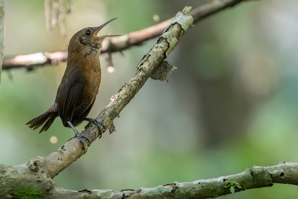 Sumichrast's Wren - ML637164902