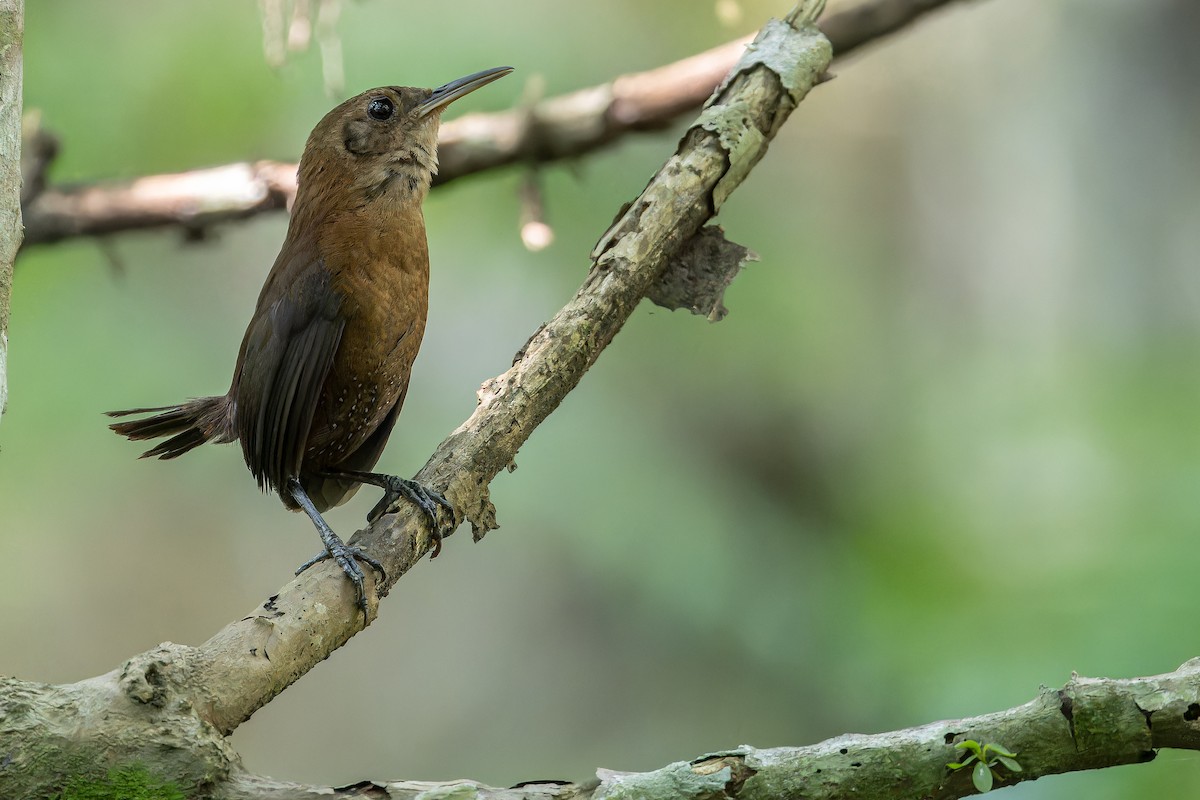 Sumichrast's Wren - ML637164903
